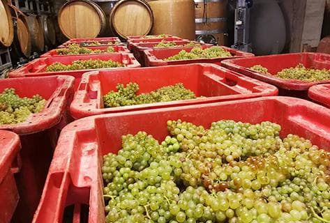 Mas des Caprices - 4