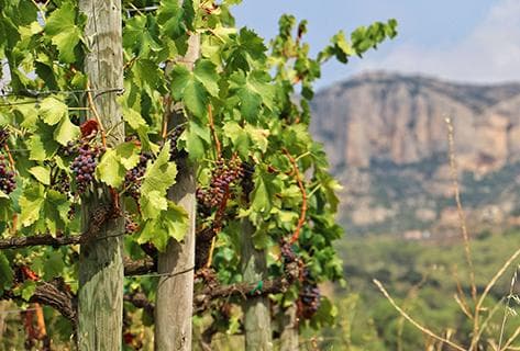 Photo of partner producer Mas Doix