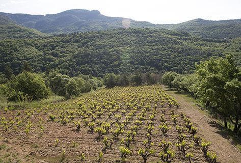 Foto della tenuta - Mas Jullien