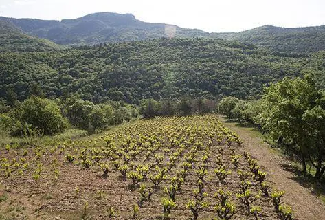 Mas Jullien - 1