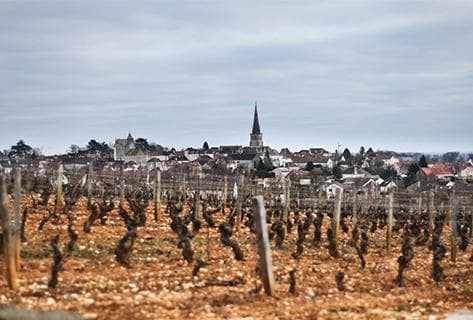 Michel Bouzereau et Fils - 4