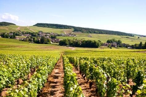 Photo du domaine partenaire Michel Juillot