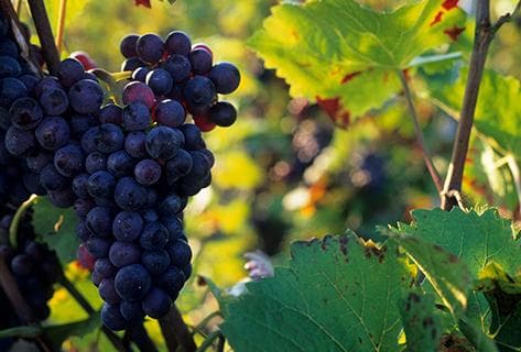 Moët et Chandon - 4