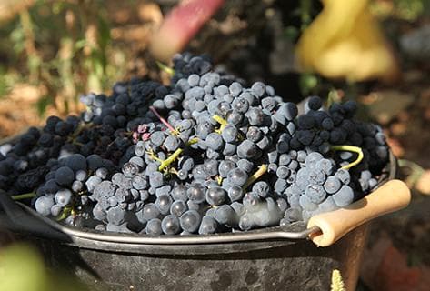 Mongeard-Mugneret - 2