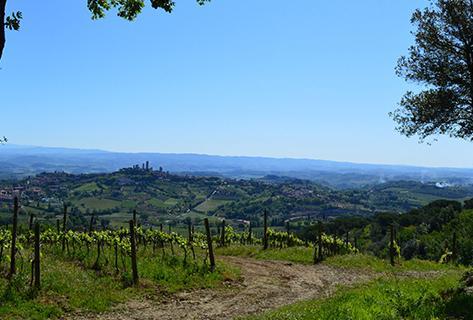 Montenidoli - 3