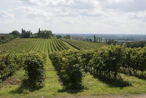 Musella - 2