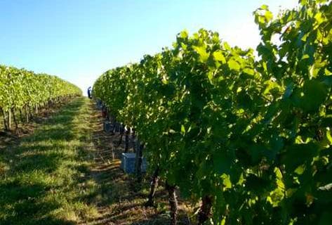 Foto della tenuta - Naudin-Ferrand