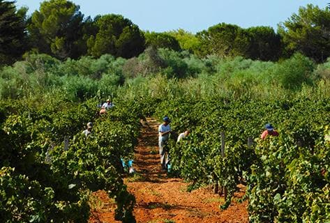 Photo du domaine partenaire Nino Barraco