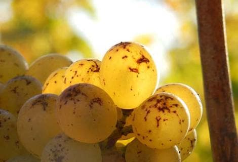 Ogereau (Domaine) - 4