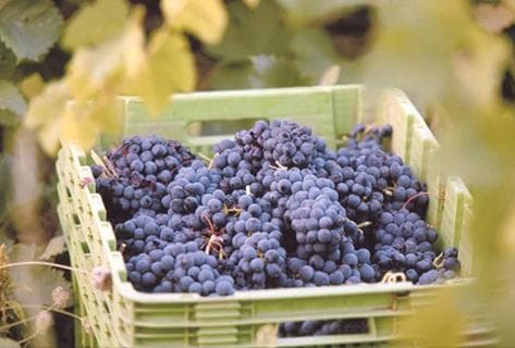 Olivier Pithon - 2