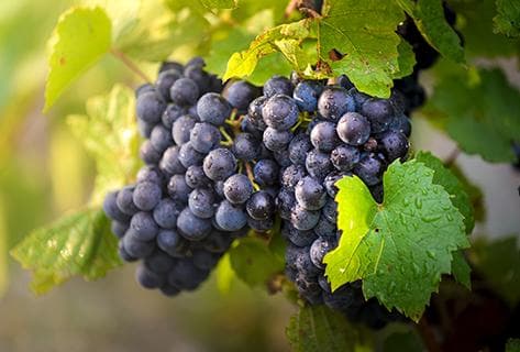 Photo du domaine partenaire Patrick Bouju La Bohème