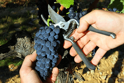 Foto della tenuta - Philippe Alliet