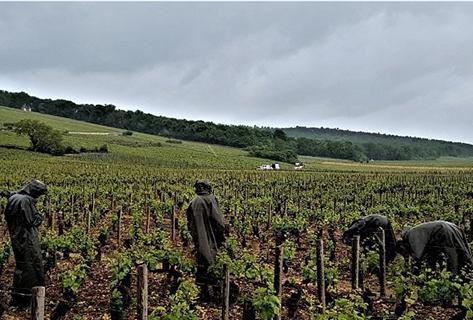 Ponsot - 2