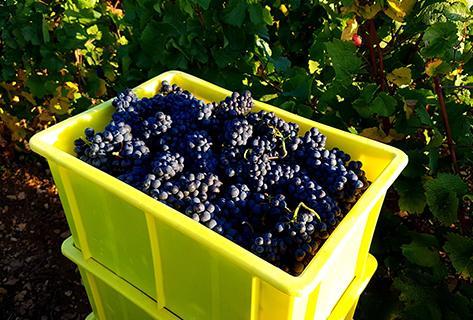 Ponsot - 4