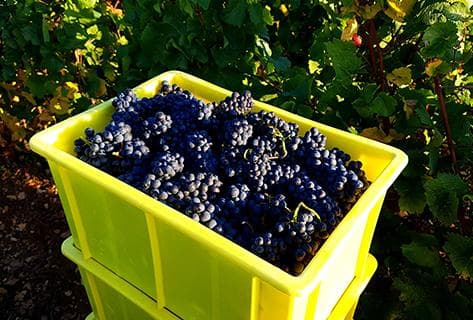 Ponsot - 4