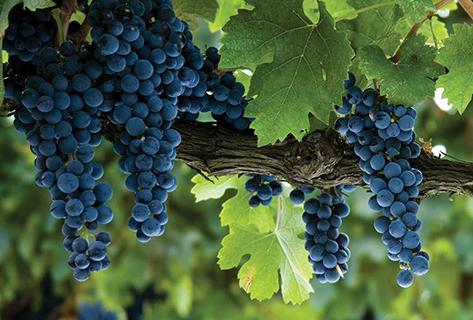 Querciabella - 3