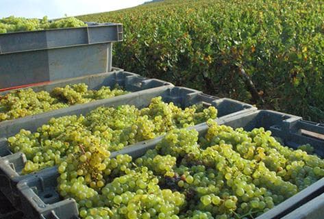 Rapet Père & Fils - 4