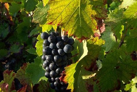 Richard Rottiers - 2