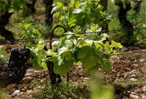 Rossignol-Trapet - 2