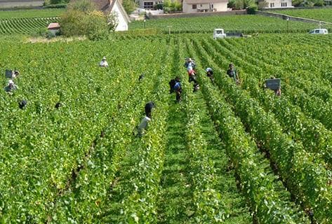 Rossignol-Trapet - 3