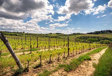 San Giusto A Rentennano - 2