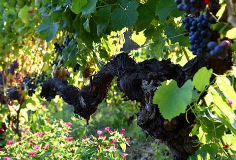 Photo du domaine partenaire Sant Armettu