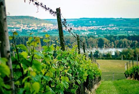 Schloss Johannisberg - 3