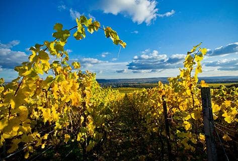 Schloss Johannisberg - 4