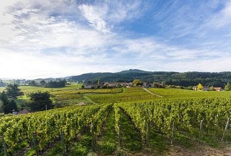 Photo of partner producer Sérol (Domaine)