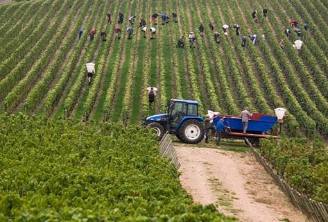 Sérol (Domaine) - 3