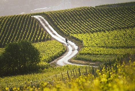 Foto della tenuta - Taittinger