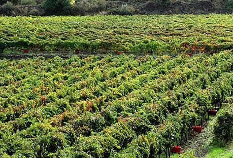 Tenuta delle Terre Nere - 3