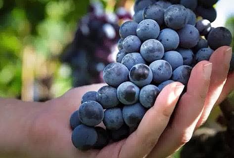 Tenuta delle Terre Nere - 4