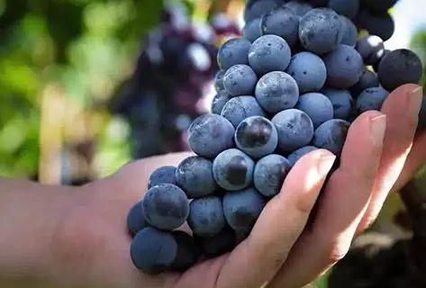 Tenuta delle Terre Nere - 4