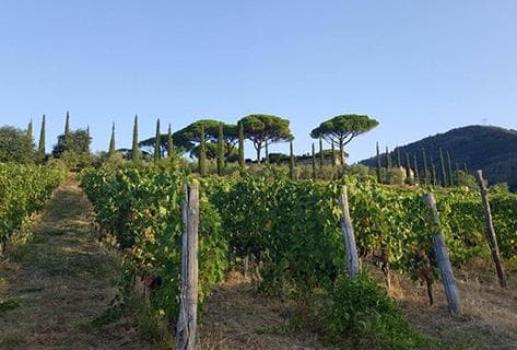 Foto della tenuta - Tenuta di Valgiano