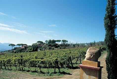 Tenuta di Valgiano - 4