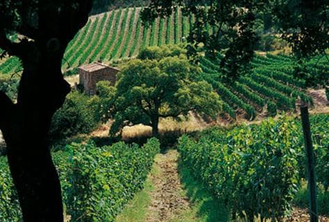 Foto della tenuta - Tenuta San Guido