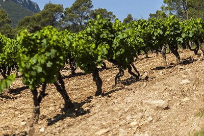 Terrasse d'Elise - 4