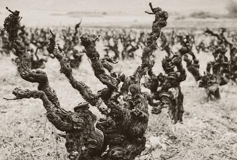 The Sadie Family - 3