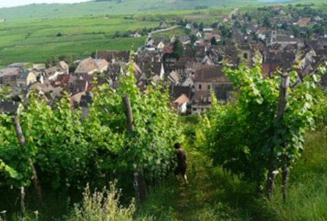 Trapet Alsace - 4