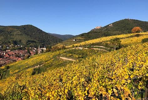 Trimbach - 4