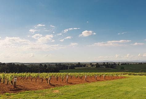 Tyrrell's Wines - 4