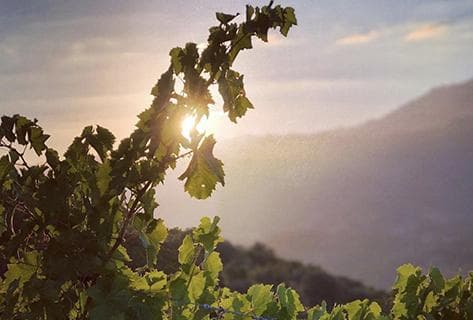 Photo of partner producer Vaccelli