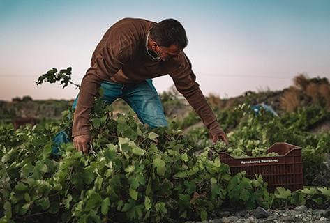 Foto della tenuta - Vassaltis