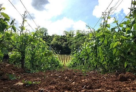 Vignoble du Rêveur - 2