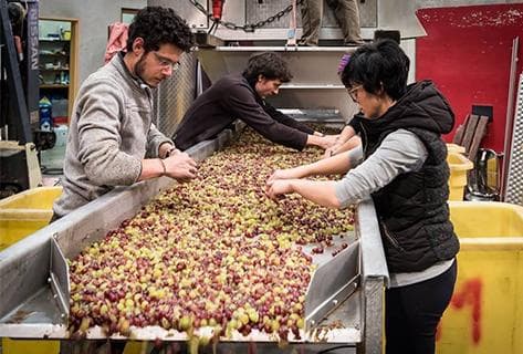 Vignoble du Rêveur - 4