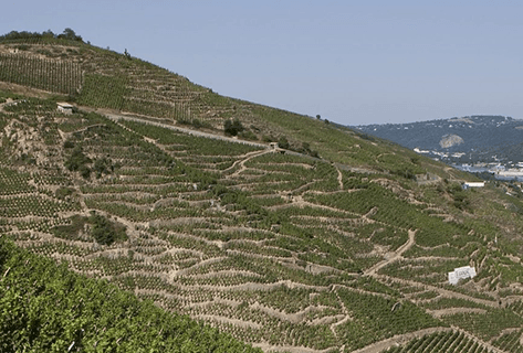 Foto della tenuta - Vignobles Levet