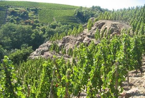 Vignobles Levet - 4