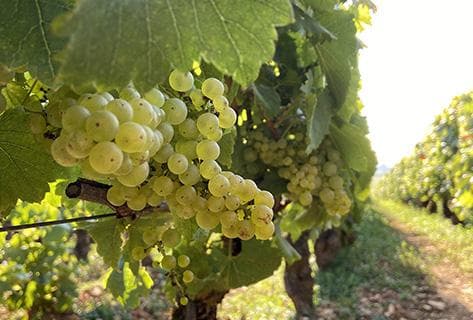 Vincent Girardin - 4