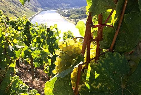 Weingut Batterieberg - 2